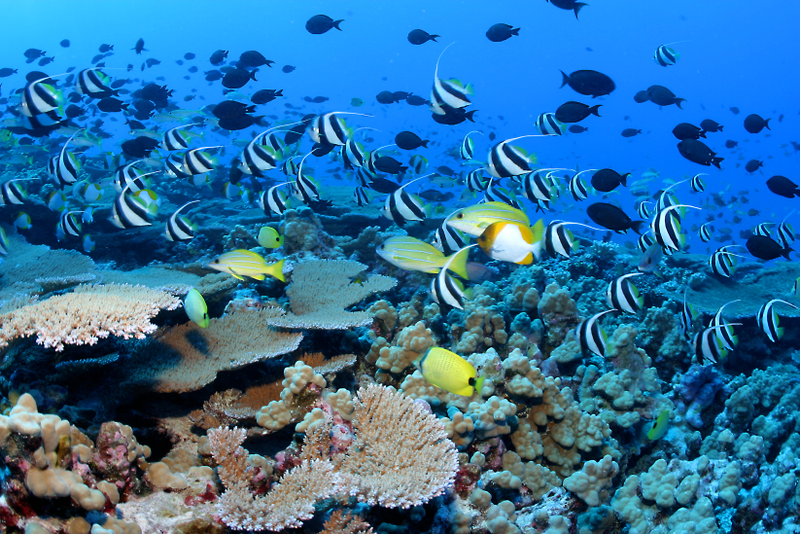 Several schools of fish swim above the reef at French Frigate Shoals in Papahānaumokuākea Marine National Monument.